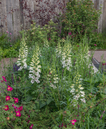 Chelsea flower show Roots in Finland garden